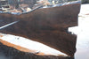 Oregon Black Walnut Slab 031325-01