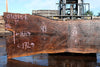 Oregon Black Walnut Slab 031325-01