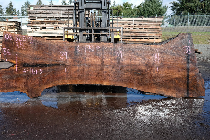 Oregon Black Walnut Slab 031325-03