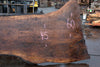 Oregon Black Walnut Slab 031325-05