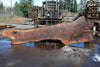 Oregon Black Walnut Slab 031325-08