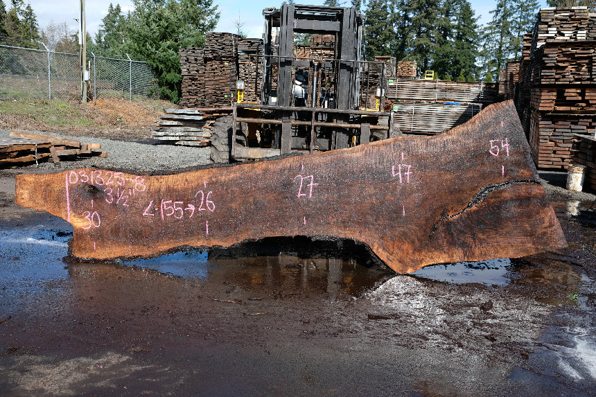 Oregon Black Walnut Slab 031325-08