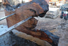 Oregon Black Walnut Slab 041025-10