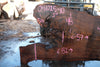 Oregon Black Walnut Slab 041025-10