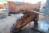 Oregon Black Walnut Slab 041025-09