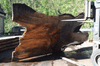 Oregon Black Walnut Slab 041321-01 Sauvie