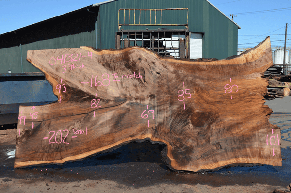 Oregon Black Walnut Slab 041321-04 Sauvie