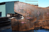 Oregon Black Walnut Slab 041321-11 Sauvie