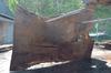 Oregon Black Walnut Slab 041321-11 Sauvie