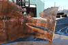 Oregon Black Walnut Slab 041321-12 Sauvie