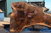 Oregon Black Walnut Slab 041321-13 Sauvie