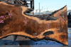 Oregon Black Walnut Slab 041321-13 Sauvie