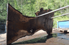 Oregon Black Walnut Slab 041321-13 Sauvie