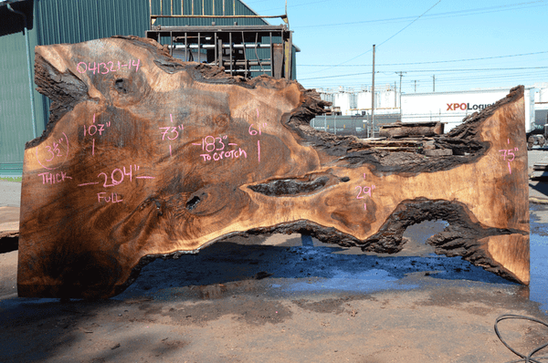 Oregon Black Walnut Slab 041321-14 Sauvie