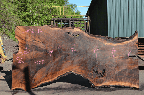 Oregon Black Walnut Slab 041321-17 Sauvie