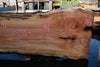 Silver Maple Slab 041725-06