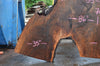 Oregon Black Walnut Slab 052821-1 Sauvie