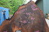 Oregon Black Walnut Slab 052821-1 Sauvie