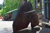 Oregon Black Walnut Slab 052821-3 Sauvie