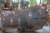 Oregon Black Walnut Slab 062724-4