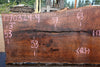 Oregon Black Walnut Slab 070324-4
