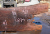 Oregon Black Walnut Slab 070324-8