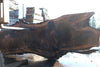 Bastogne Walnut Slab 071624-1