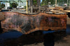 Bastogne Walnut Slab 071624-1