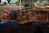 Bastogne Walnut Slab 071624-2