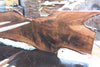 Bastogne Walnut Slab 071624-4