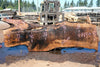 Bastogne Walnut Slab 071624-4