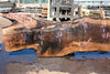 Bastogne Walnut Slab 071624-4