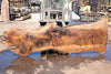 Bastogne Walnut Slab 071624-8
