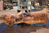 Bastogne Walnut Slab 071624-8