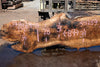 Bastogne Walnut Slab 071624-8