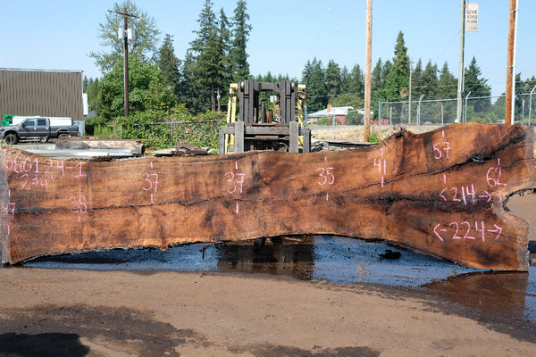 Oregon Black Walnut Slab 080124-01