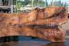 Oregon Black Walnut Slab 080124-01