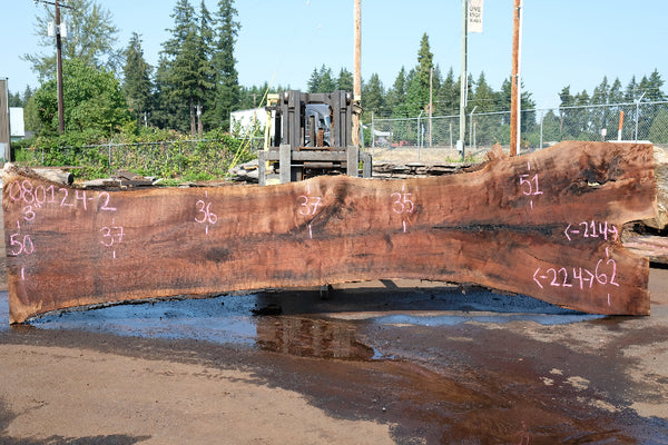 Oregon Black Walnut Slab 080124-02