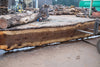 Oregon Black Walnut Slab 090424-1