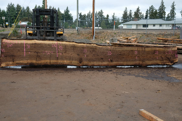Oregon Black Walnut Slab 090424-1