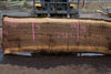 Oregon Black Walnut Slab 090424-1