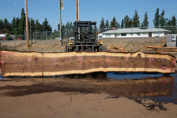 Oregon Black Walnut Slab 090424-3