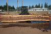 Oregon Black Walnut Slab 090424-3