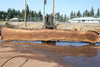 Oregon Black Walnut Slab 090424-4