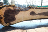 Oregon Black Walnut Slab 090424-4