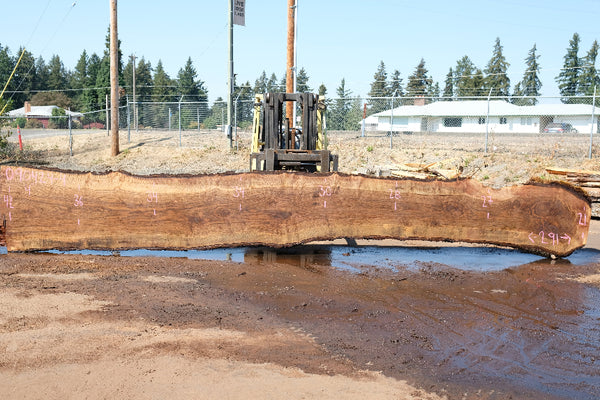 Oregon Black Walnut Slab 090424-4