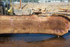 Oregon Black Walnut Slab 090424-4