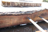 Oregon Black Walnut Slab 090424-5