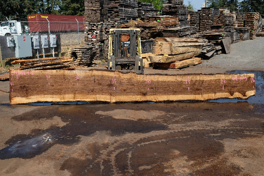 Oregon Black Walnut Slab 090424-6