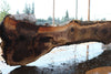 Oregon Black Walnut Slab 090424-7